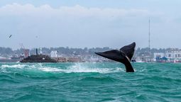 Temporada de ballenas en Mar del Plata: los mejores lugares para avistarlas desde la costa