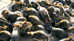 Los residentes de este país intentan disolver a las ratas con elementos químicos y caseros. Los residentes de este país intentan disolver a las ratas con elementos químicos y caseros.