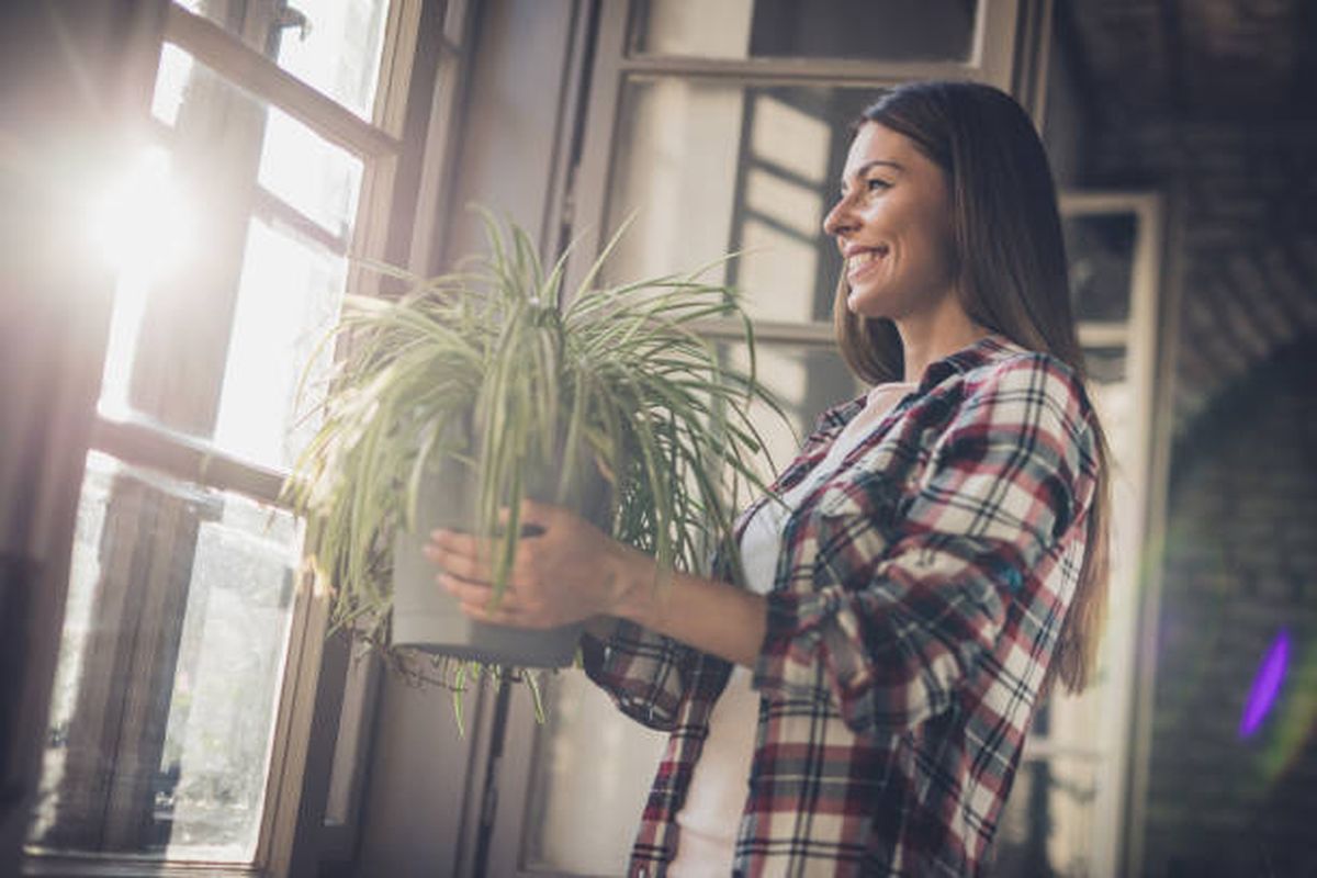 Esta planta es uno de los pilares energéticos, según el Feng Shui. Esta planta es uno de los pilares energéticos, según el Feng Shui.