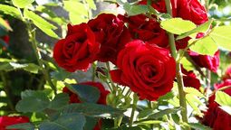 Cuidados recomendados para el rosal en otoño. Cuidados recomendados para el rosal en otoño.