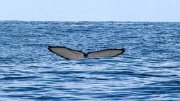 Esta playa es ideal para avistar ballenas.