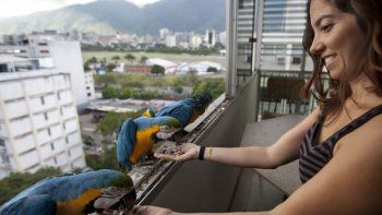 Los guacamayos dan armonía y color al caos de Caracas