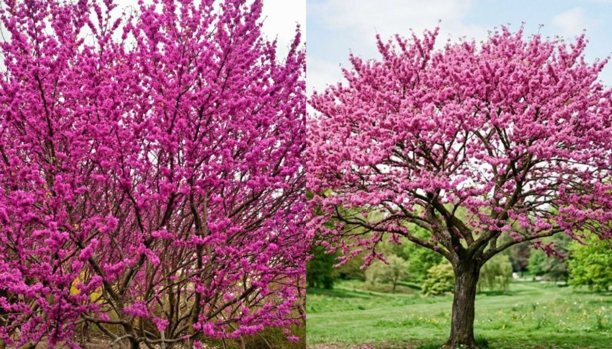 El Cercis siliquastrumes conocido como árbol de amor debido a sus hojas en forma de corazón y a sus preciosas flores de color rosáceo. El Cercis siliquastrumes conocido como árbol de amor debido a sus hojas en forma de corazón y a sus preciosas flores de color rosáceo.
