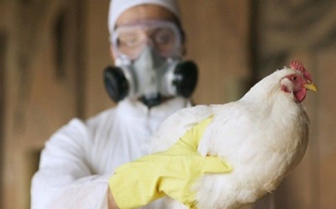 La gripe aviar puede contagiar a humanos y producir complicaciones respiratorias.