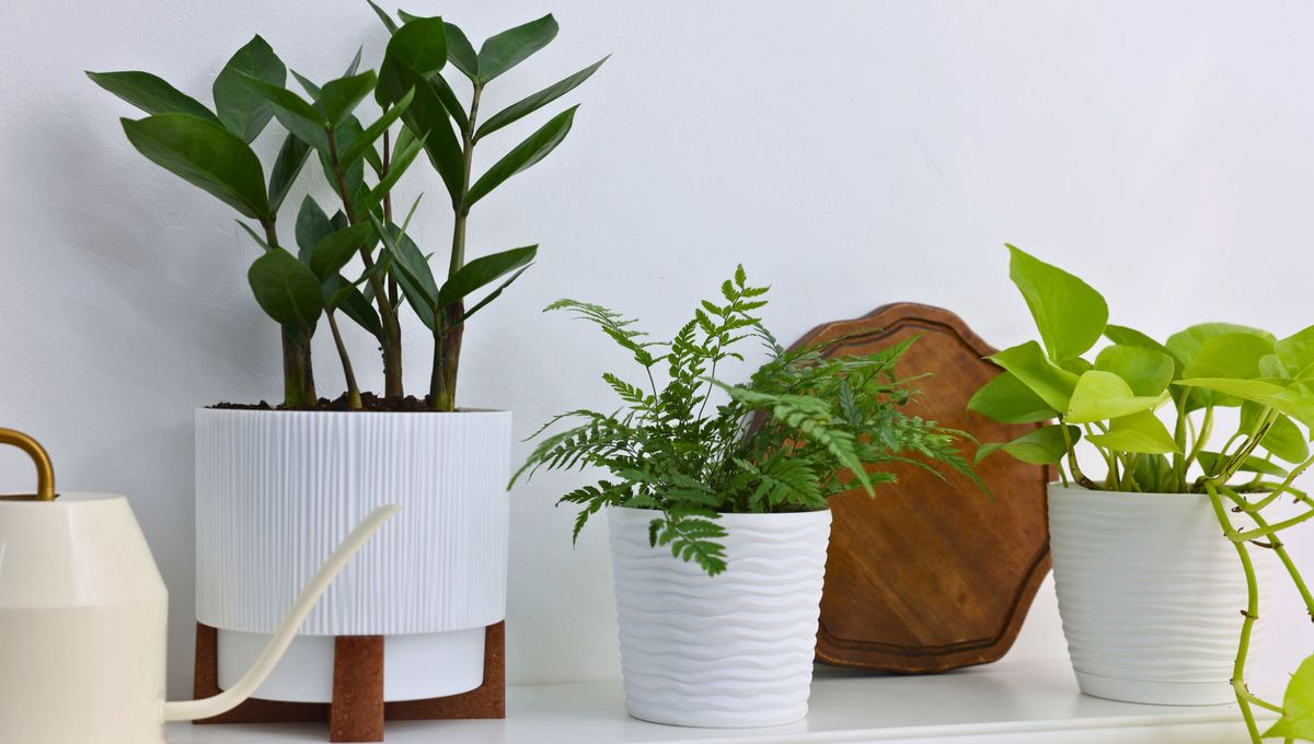 Todas ellas poseen sus propias necesidades y caracter&iacute;sticas, aunque comparten su gusto por la casa y los espacios cerrados.