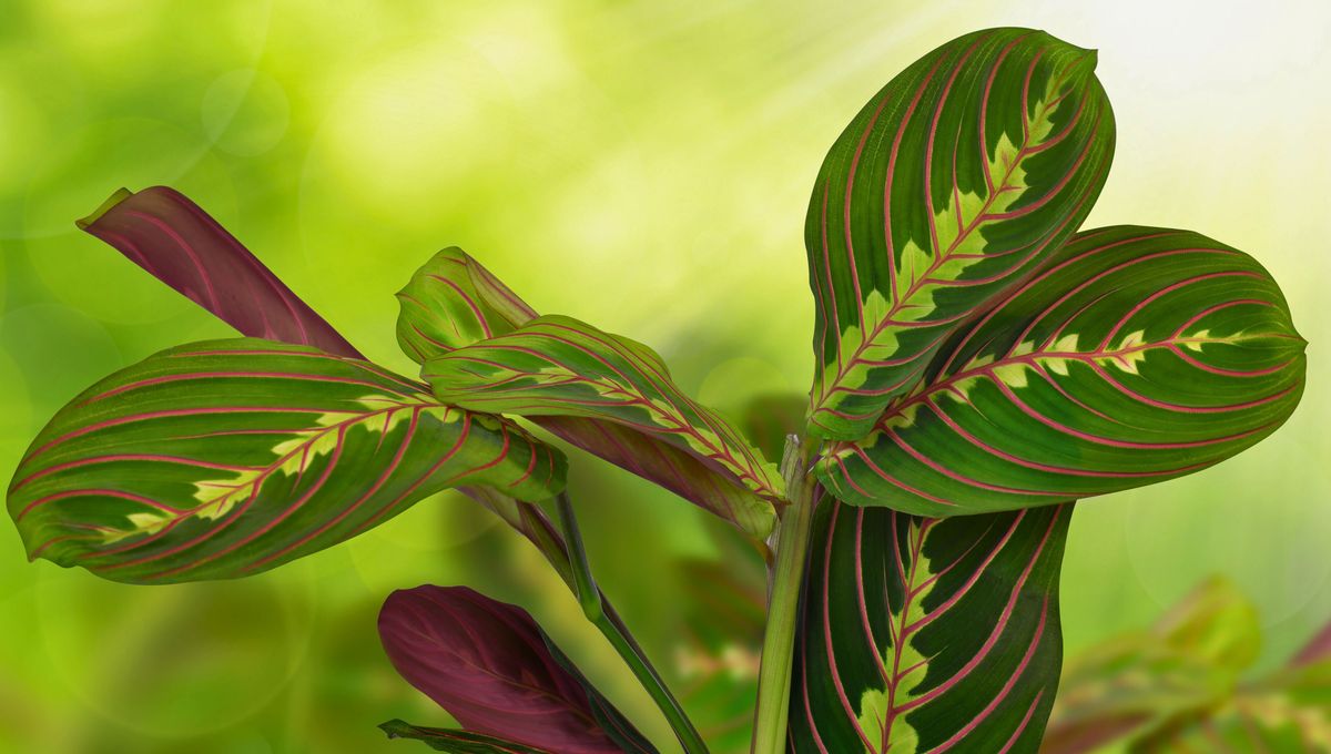 Cuando llega la noche, la planta se tranforma y sus hojas comienzan a moverse 
