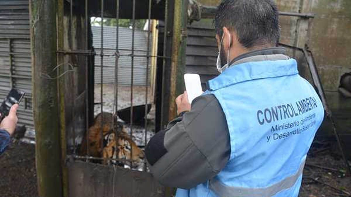 En un campo de Balcarce hallaron tigres, pumas y hasta un búfalo
