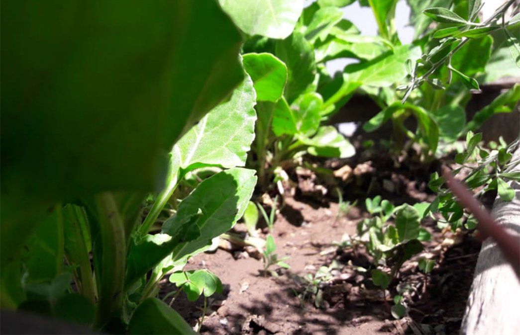 Buscan resolver las trabas de transporte para los obreros de la cosecha en Mendoza. Foto: Diario UNO.&nbsp;