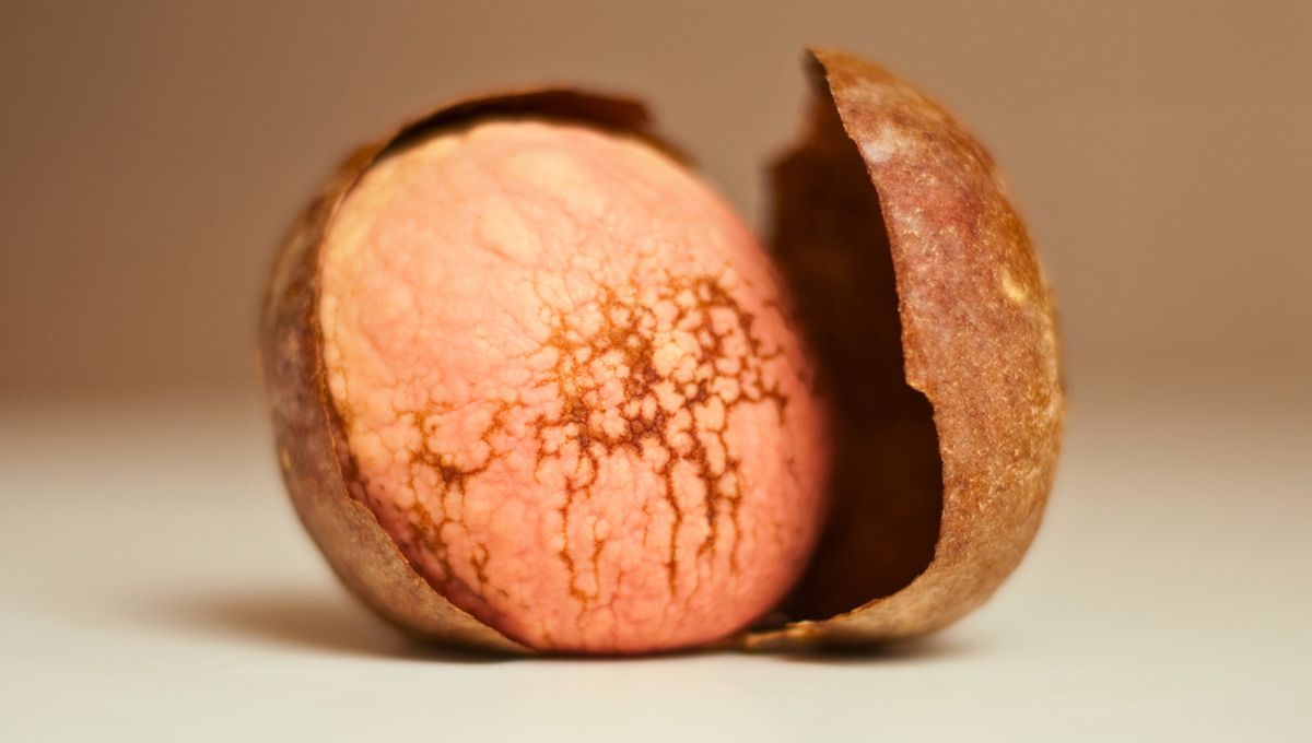 La forma correcta de cultivar palta en casa
