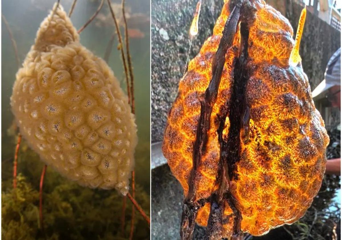 Descubrimiento de un animal con aspecto alienígena confundió a los científicos Descubrimiento de un animal con aspecto alienígena confundió a los científicos