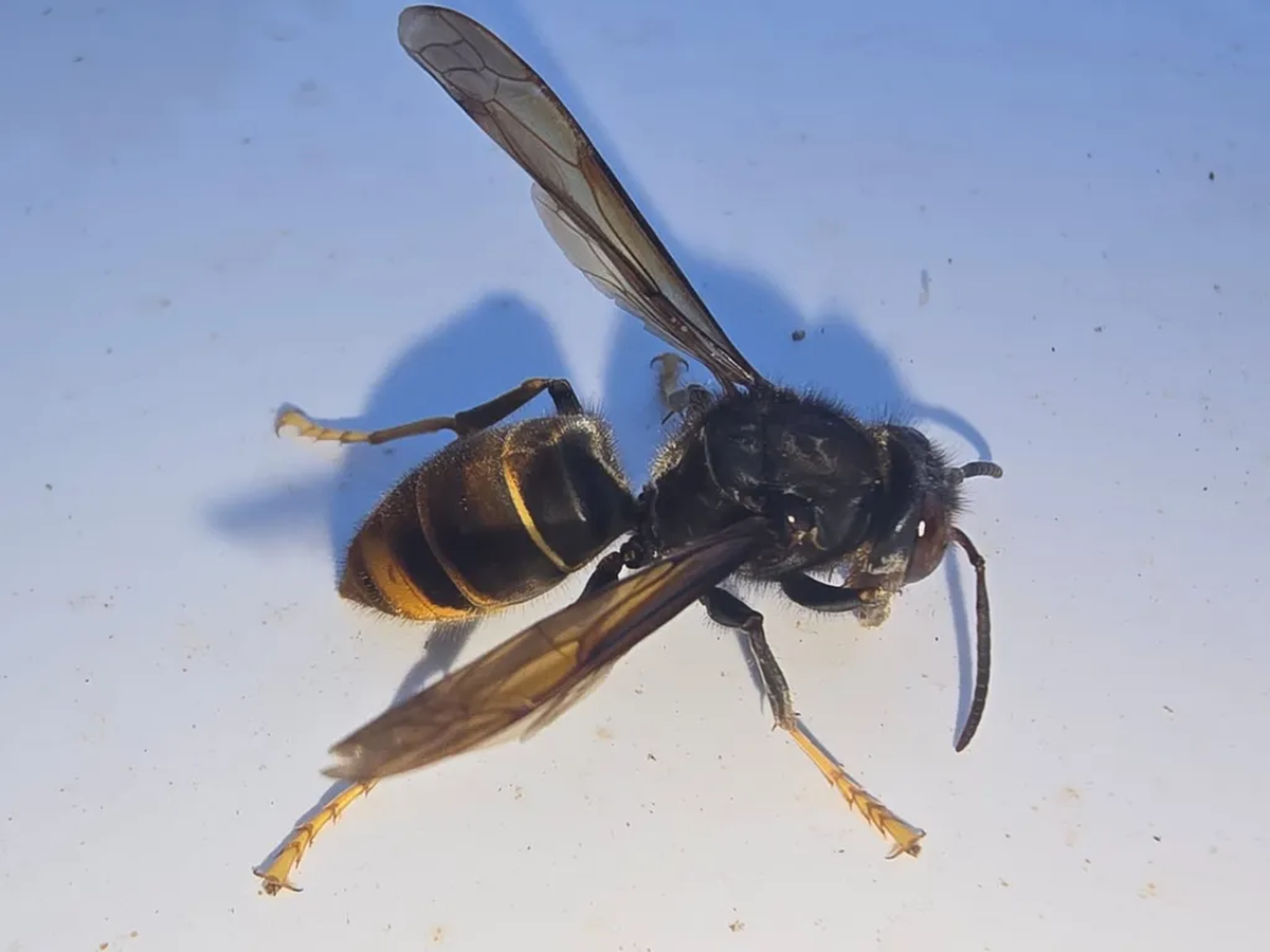 La avispa asiática, un peligroso depredador que se adapta a todo. La avispa asiática, un peligroso depredador que se adapta a todo.