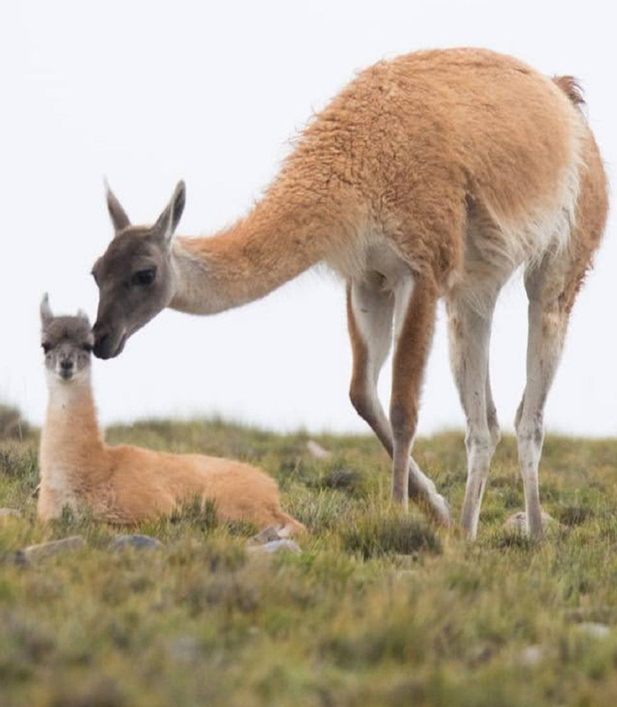 Villavicencio mantiene la prestigiosa certificación para organizaciones destacadas por su gestión de triple impacto.