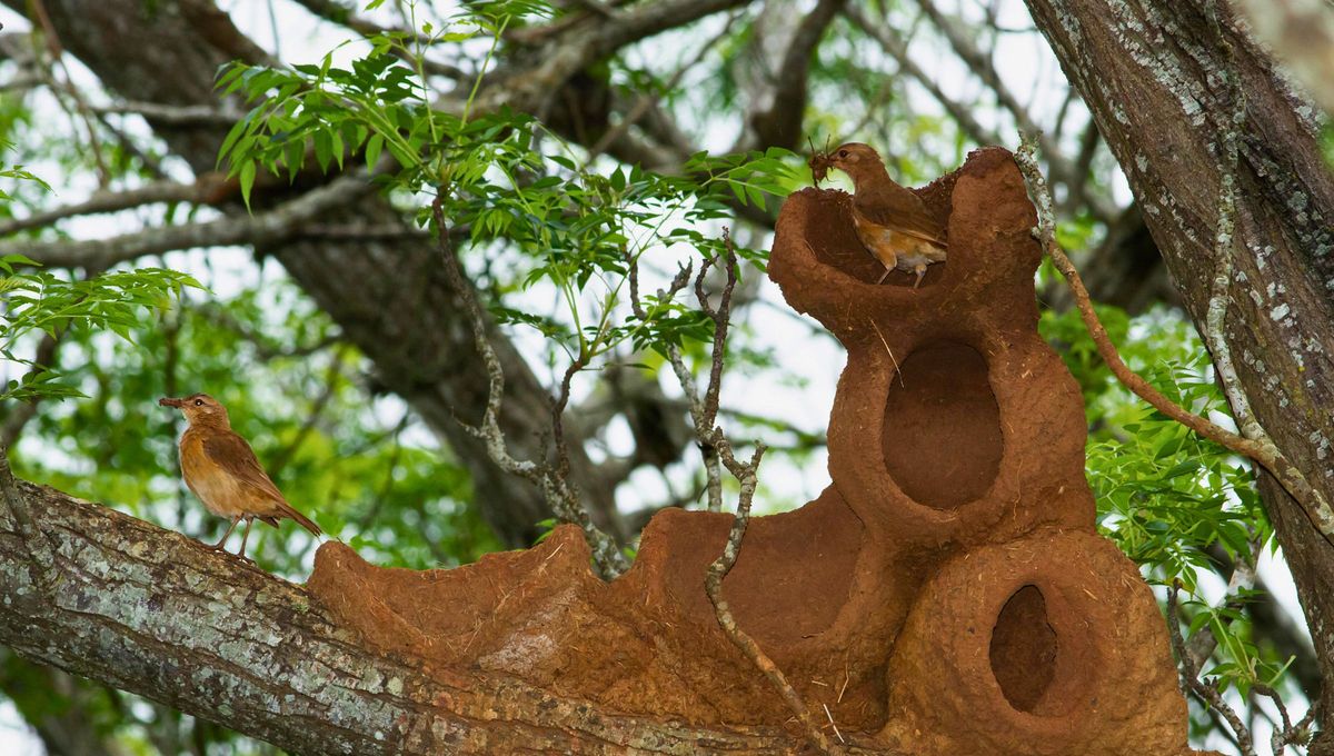 Hornero: cómo atraer estas aves a tu jardín con una receta muy sencilla