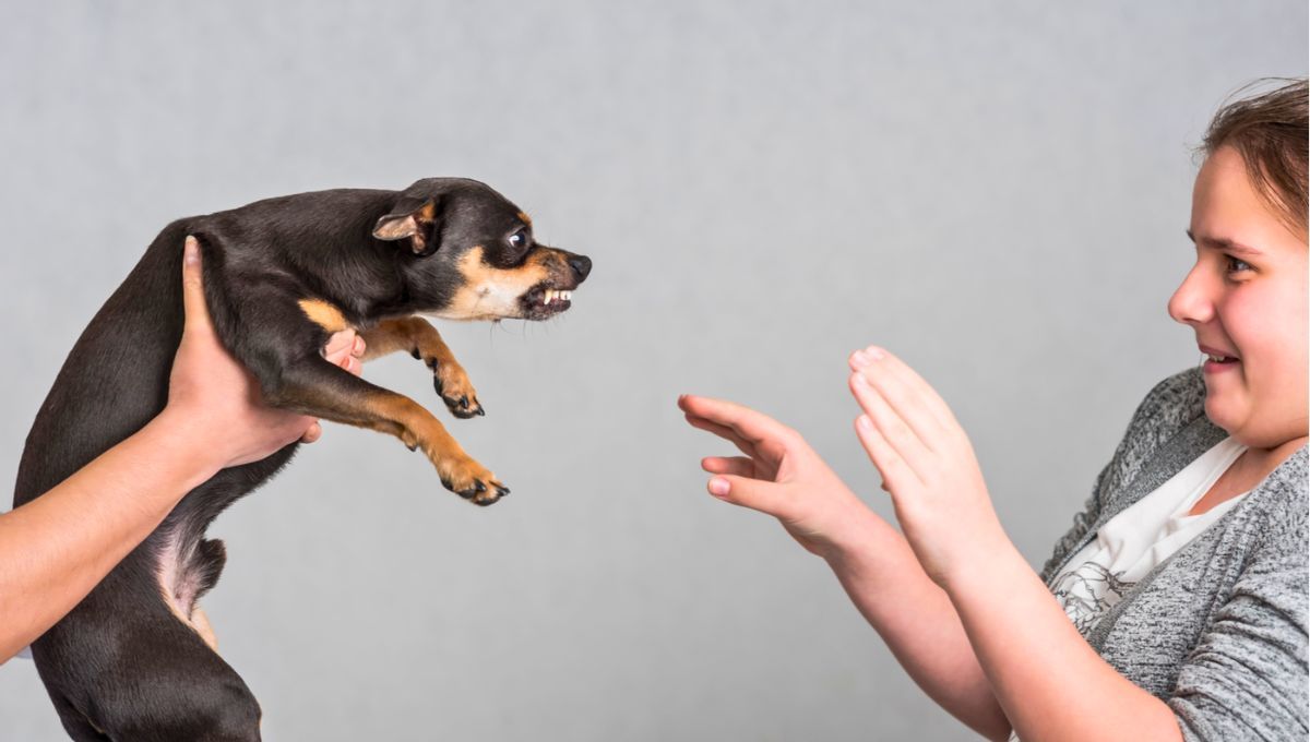 Ni el perro, ni el gato: el animal que es capaz de oler el miedo humano, según estudio