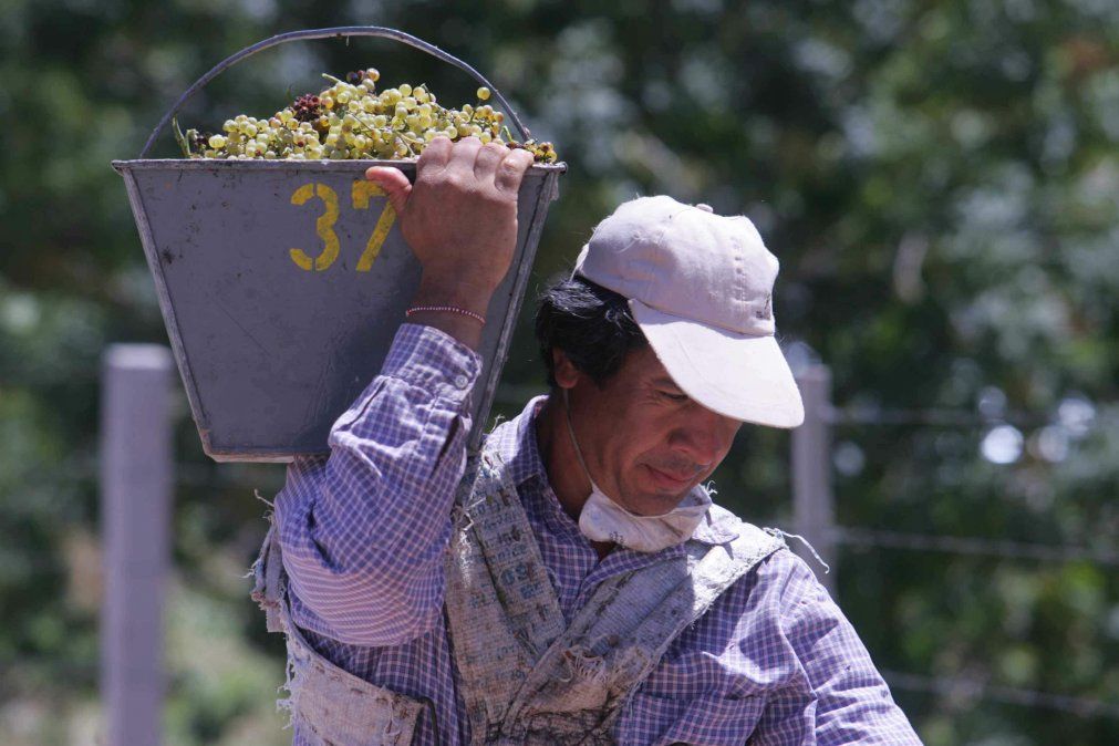 A quienes trabajan al aire libre, como los cosechadores, se recomienda hacer pausas para hidratarse.