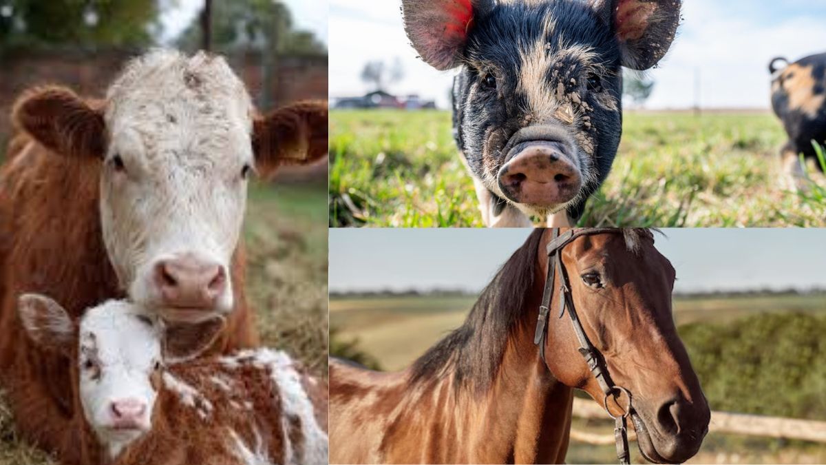 La Justicia remata una vaca, un chancho y un caballo en el Día del Animal.