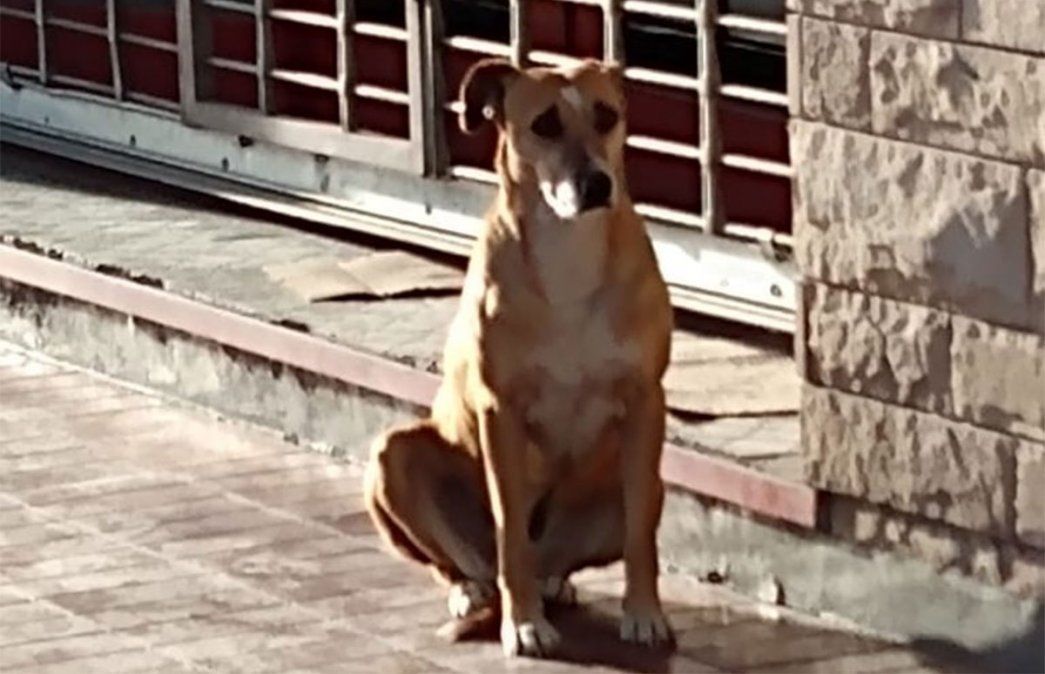 La de Bianca, la perrita de Tunuyán que espera a su dueña que falleció hace unos días, es de esas historias que conmueven al mundo. Foto: Gentileza @NIrrutia &nbsp;
