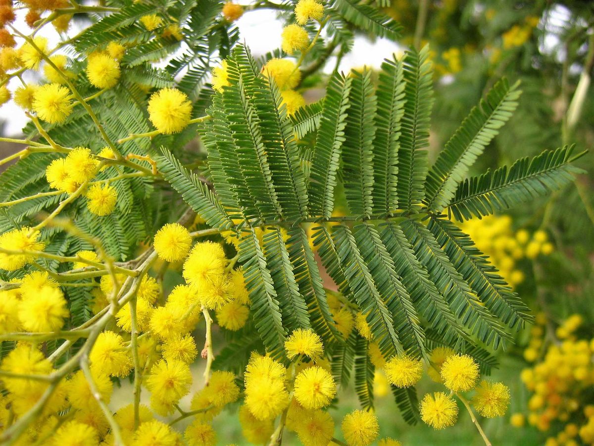 Es un árbol que tiene flores que parecen pompones amarillos.