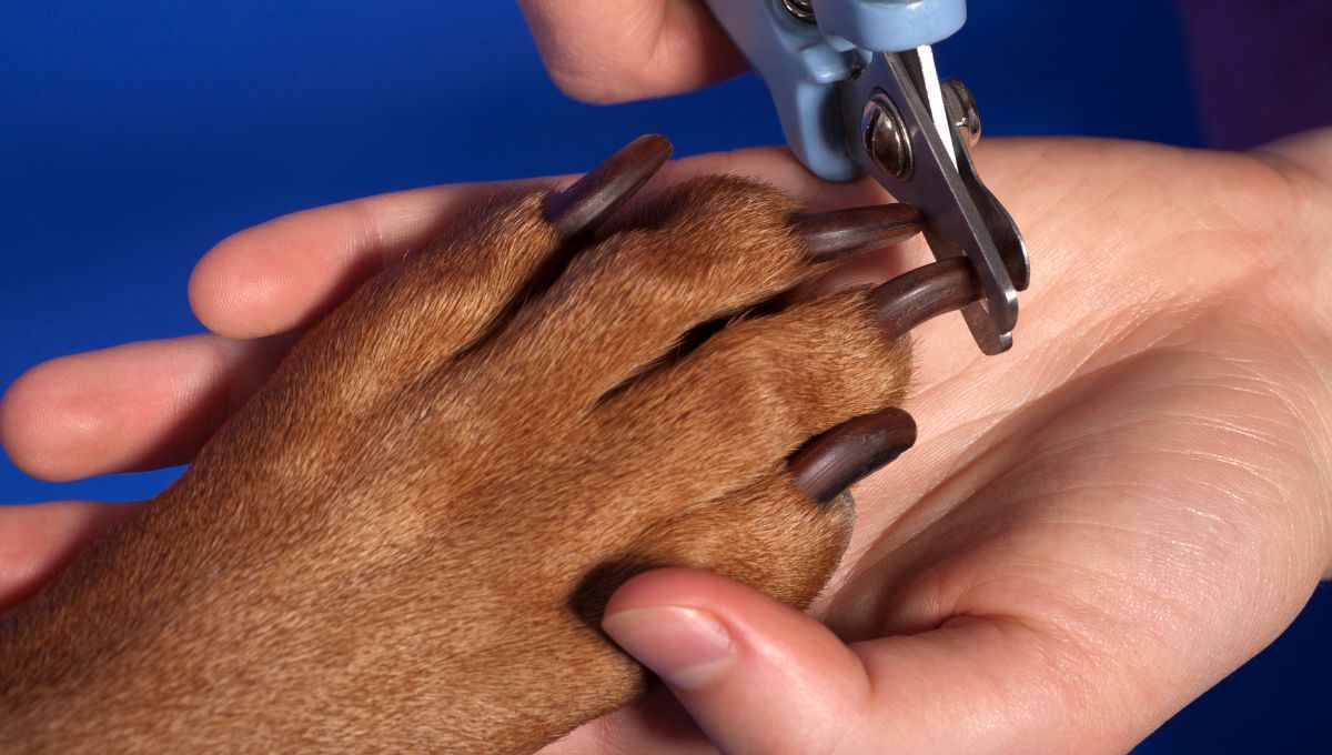 Uñas perros. Uñas perros.