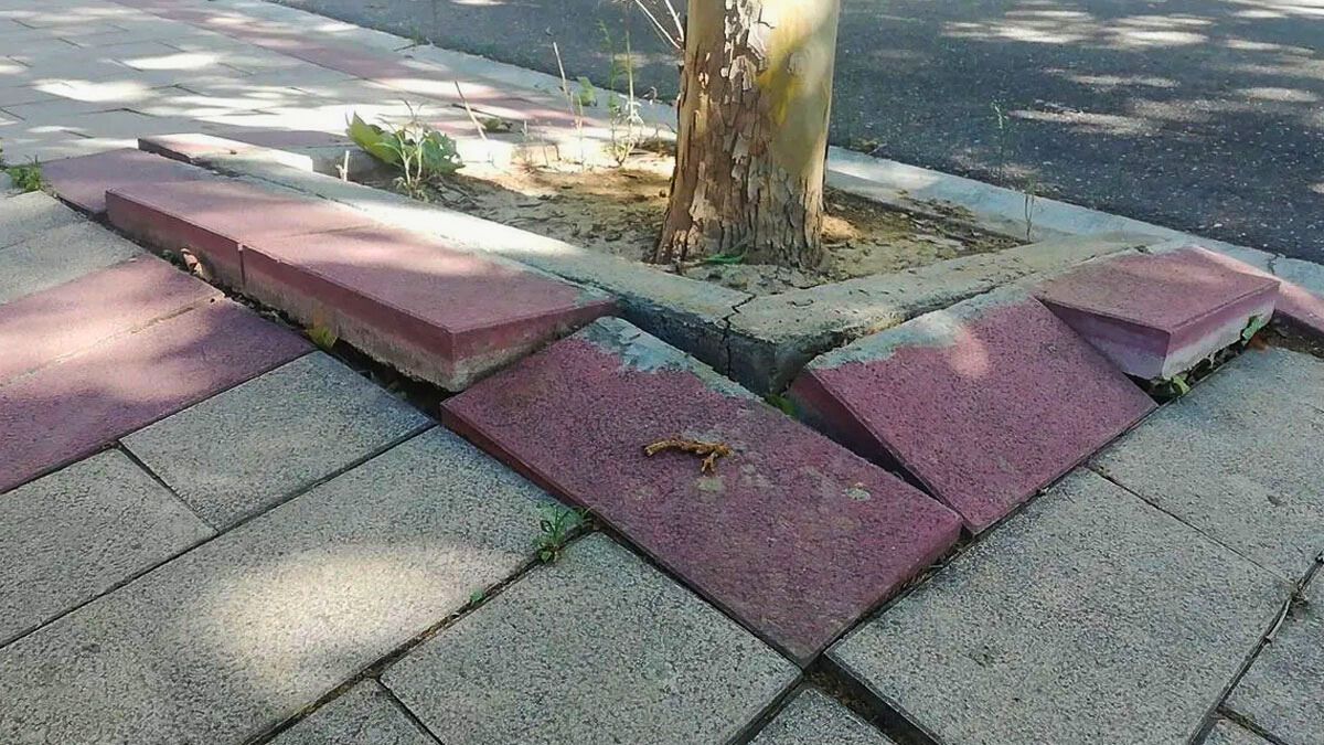 Los 15 árboles que destrozarán tu casa sin que te des cuenta