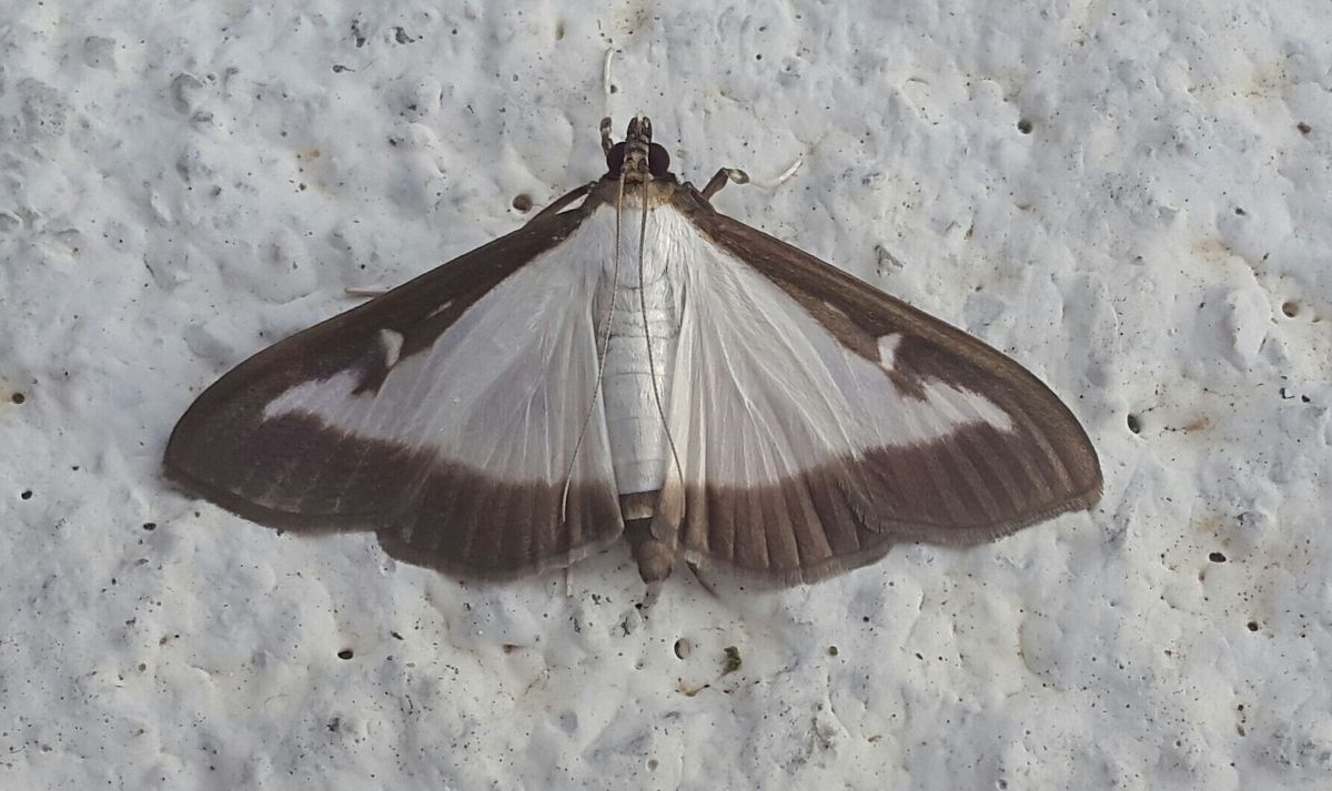 El descubrimiento de una polilla invasora que obligó a una cuarentena en Pensilvania El descubrimiento de una polilla invasora que obligó a una cuarentena en Pensilvania