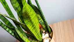 La sansevieria crecerá con fuerza en otoño gracias a estos trucos. La sansevieria crecerá con fuerza en otoño gracias a estos trucos.