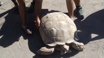 Una tortuga gigante suelta sorprendió en San Rafael