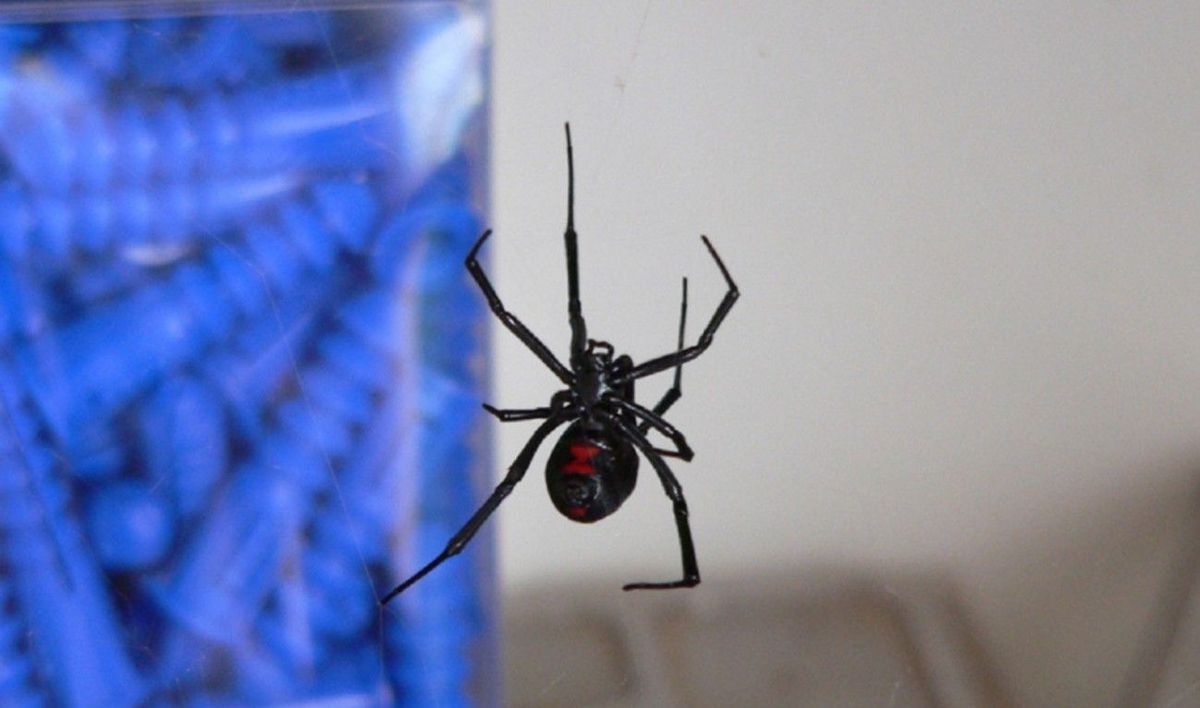 Por qué no se debe aplastar a las arañas: los riesgos al realizar esta acción Por qué no se debe aplastar a las arañas: los riesgos al realizar esta acción