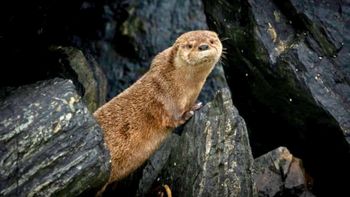 Después de 7 años, Changuita reaparece en las costas de América del Sur y reaviva la esperanza de su especie