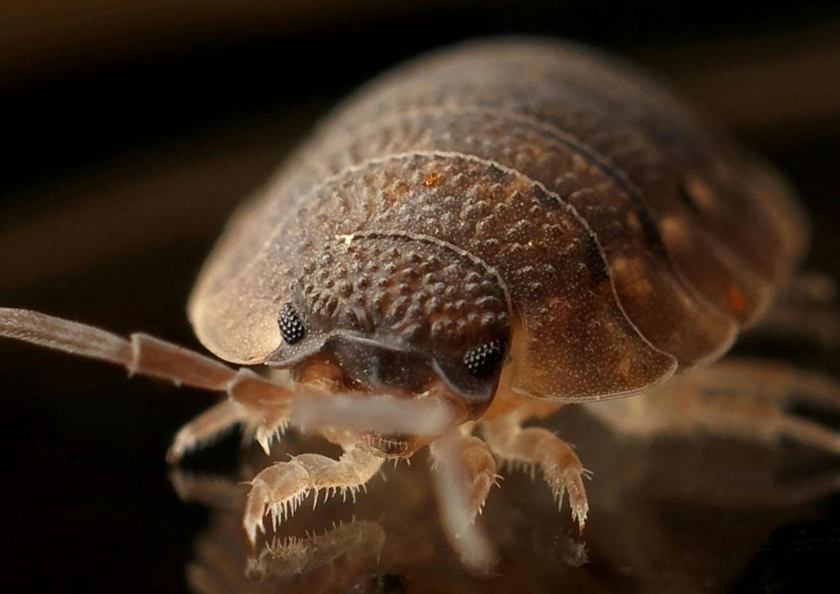 Los insectos más molestos del invierno