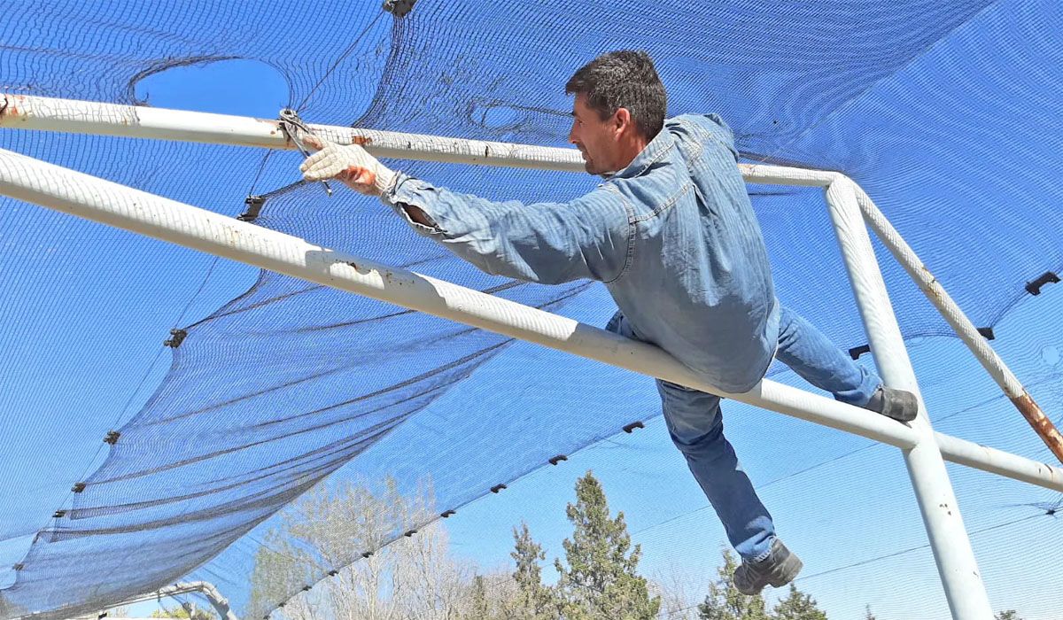 Cornejo aseguró que el Gobierno financiará de forma directa al productor que sufre las heladas o el granizo. Cornejo aseguró que el Gobierno financiará de forma directa al productor que sufre las heladas o el granizo.