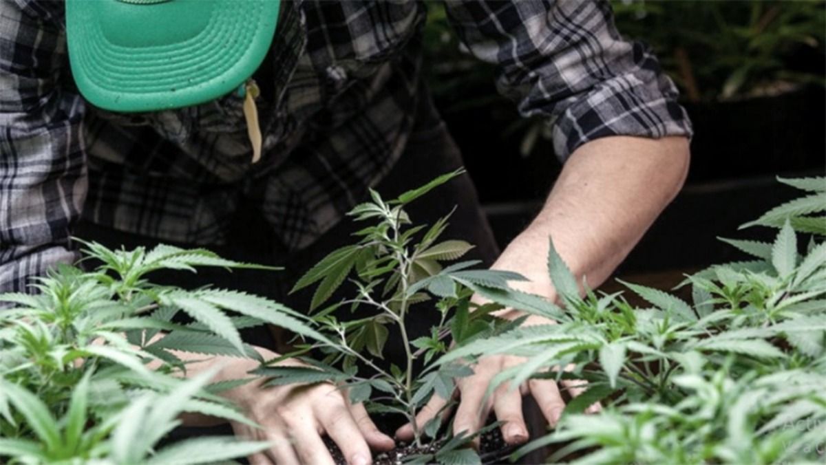 Se estima que la industria del cannabis crecerá exponencialmente en los próximos años. Foto: Télam.