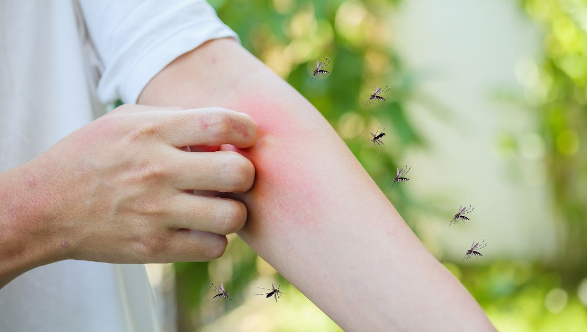Los mosquitos se sienten atra&iacute;dos por las fragancias florales.&nbsp;