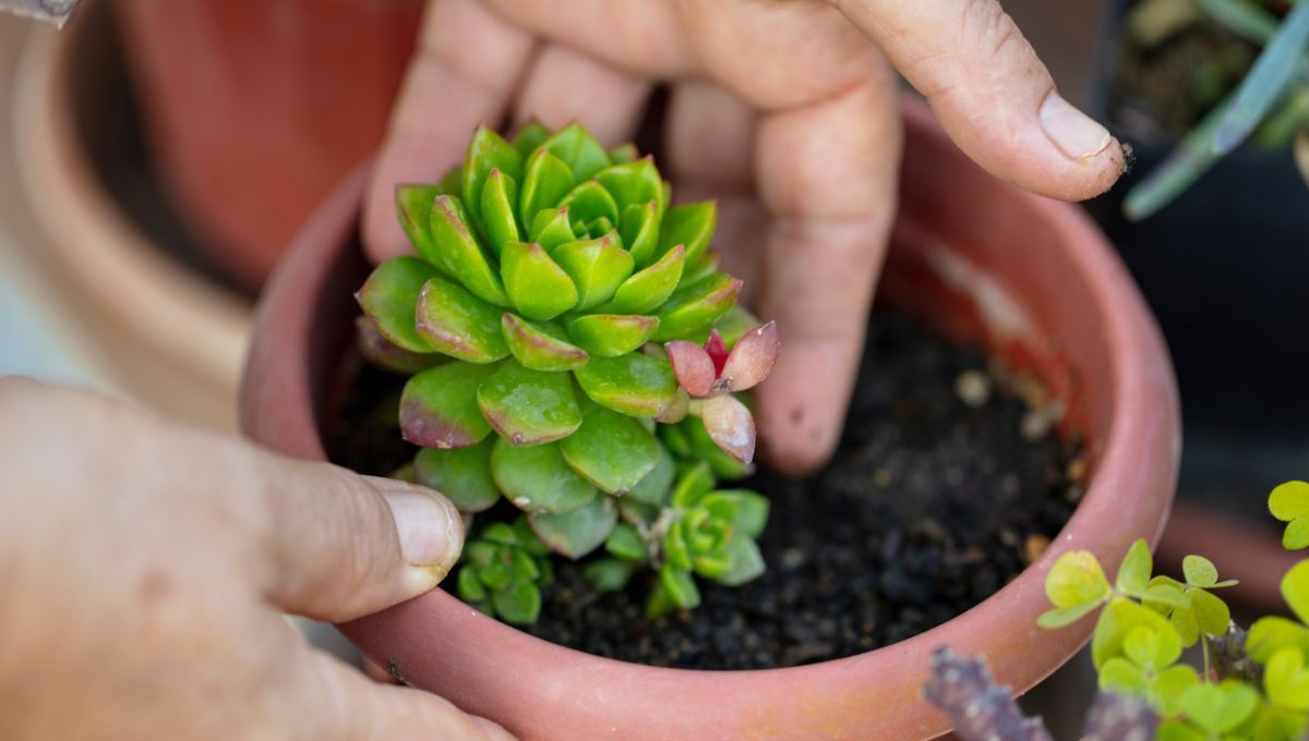 El abono casero para revivir suculentas