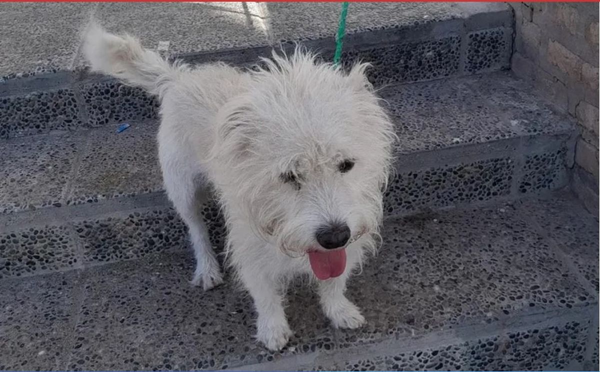 Desalmados. Fueron a votar, ataron a su perro y no volvieron nunca más a buscarlo.&nbsp;