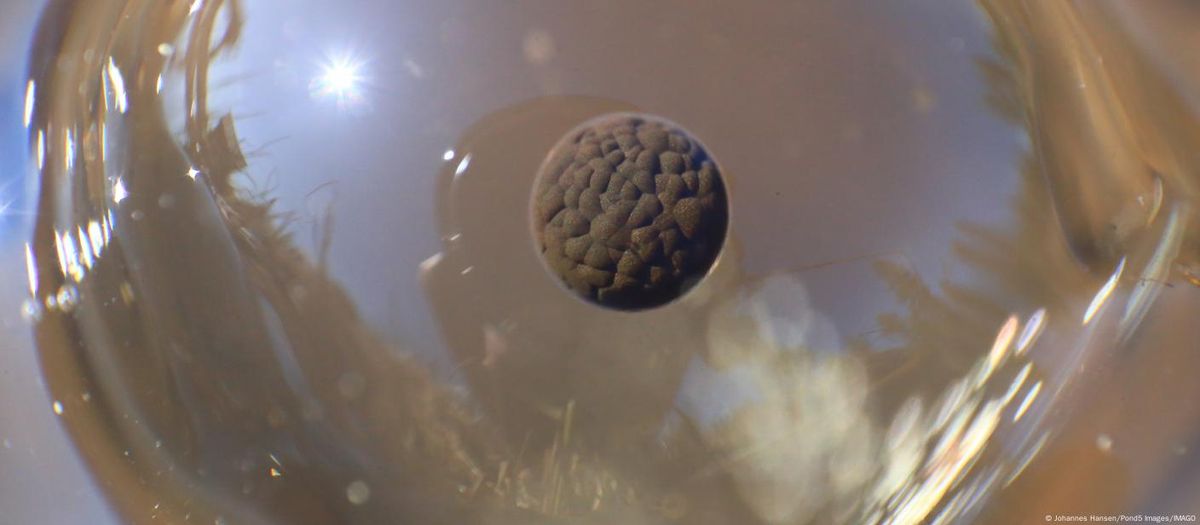 El descubrimiento científico que revela un tercer estado más allá de la vida y la muerte El descubrimiento científico que revela un tercer estado más allá de la vida y la muerte