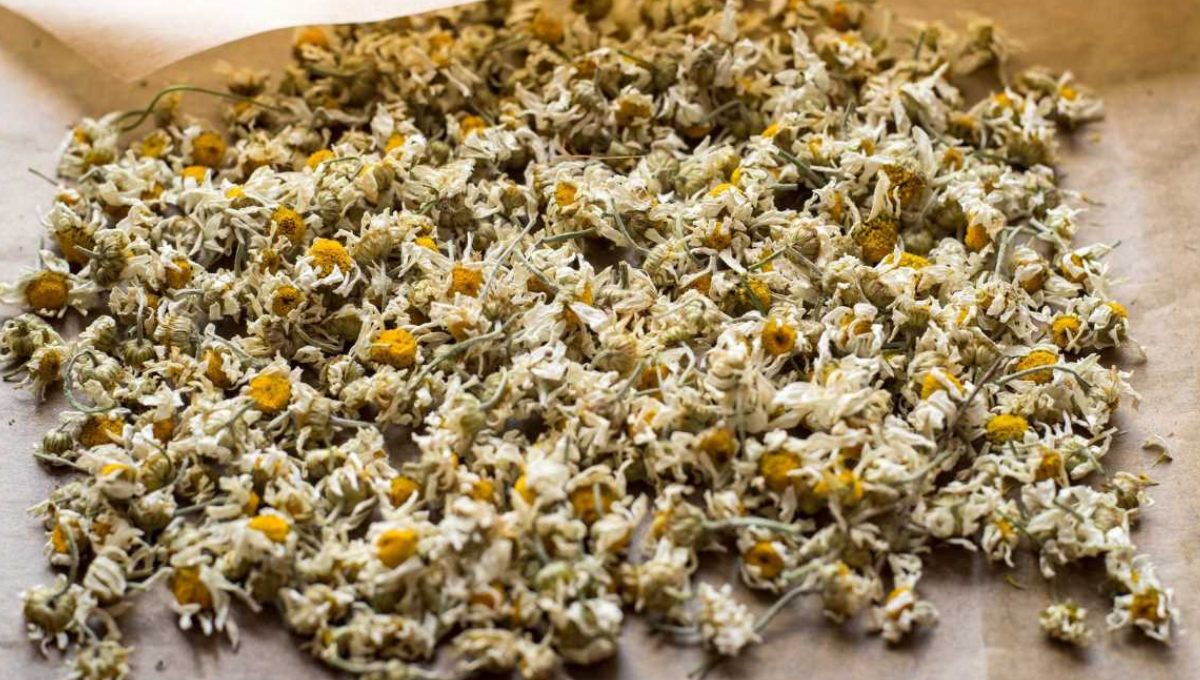 La manzanilla y un ritual poderoso para atraer el dinero según el Feng Shui