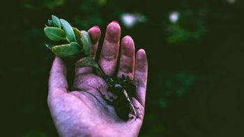 Si a tu árbol de jade o suculenta se le cayeron algunas hojas, te contamos qué significa y qué indica Si a tu árbol de jade o suculenta se le cayeron algunas hojas, te contamos qué significa y qué indica