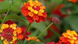 La lantana es una planta que tiene flores casi todo el año. La lantana es una planta que tiene flores casi todo el año.