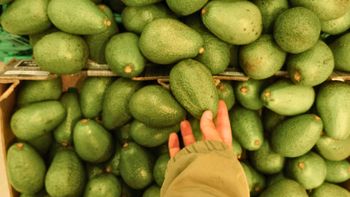 Cómo elegir una palta buena, rica y de calidad: esto debes mirar antes de comprarla