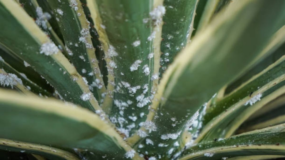 Qué significa que las hojas de las plantas tengan manchas blancas y cómo solucionar el problema
