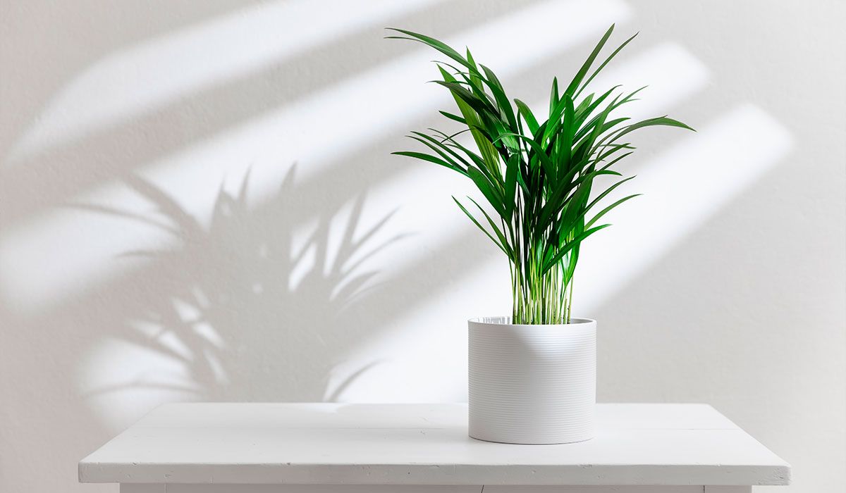 Palmera areca. Palmera areca.