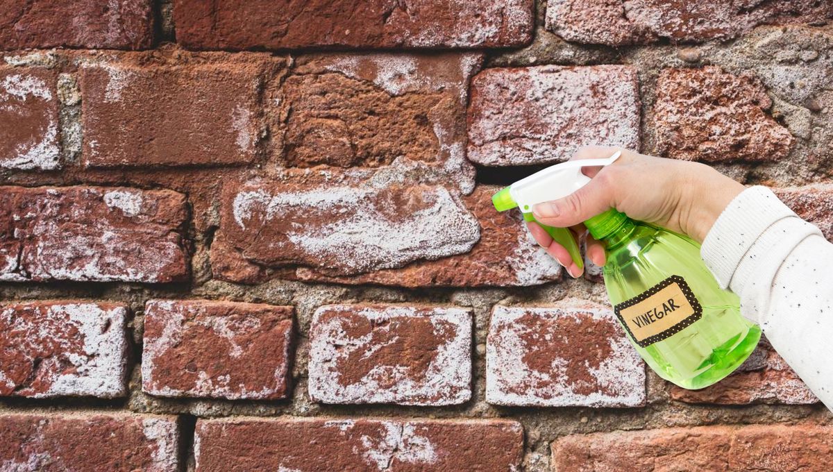 Por qué hay que rociar las paredes de ladrillo con vinagre: ¿qué significa?