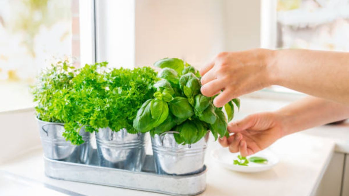 Ni romero ni laurel: cuáles son las plantas que debemos tener en la cocina para atraer dinero, según el Feng Shui