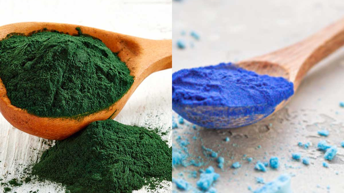 La espirulina verde es la clásica y tiene un alto contenido en clorofila mientras que la azul tiene como elemento principal la ficocianina. La espirulina verde es la clásica y tiene un alto contenido en clorofila mientras que la azul tiene como elemento principal la ficocianina.