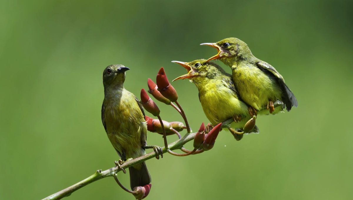 Las vocalizaciones de las aves no son inofensivas. Se trata de algo más que el rasgo distintivo de la especie, es un medio de comunicación y hasta un posible salvavidas. Las vocalizaciones de las aves no son inofensivas. Se trata de algo más que el rasgo distintivo de la especie, es un medio de comunicación y hasta un posible salvavidas.
