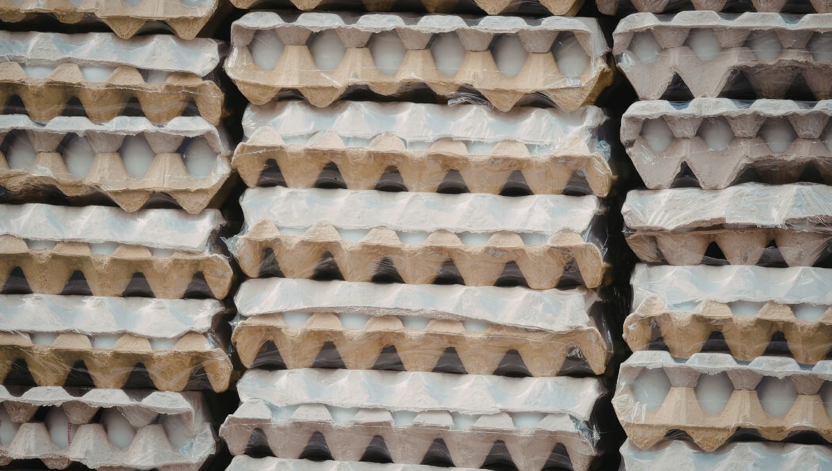 El cartón del maple de huevo puede ser convertido en una pasta muy moldeable. El cartón del maple de huevo puede ser convertido en una pasta muy moldeable. 