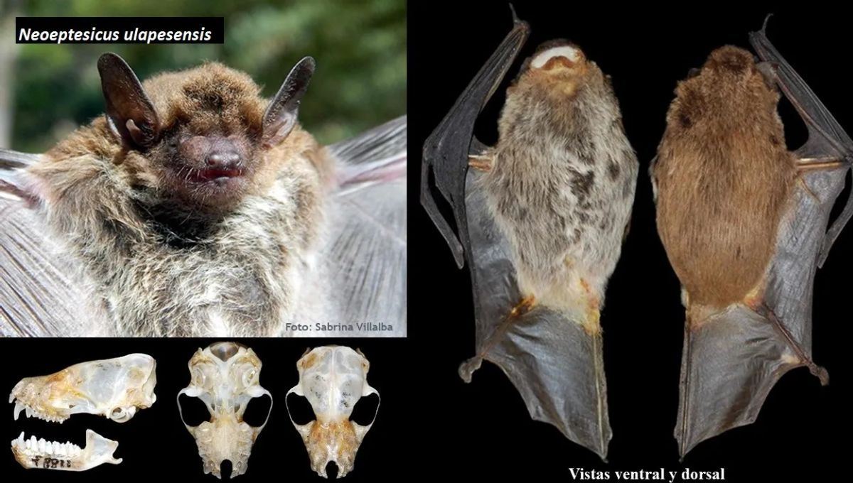 El descubrimiento de una nueva especie de murciélago que asombró a los especialistas El descubrimiento de una nueva especie de murciélago que asombró a los especialistas