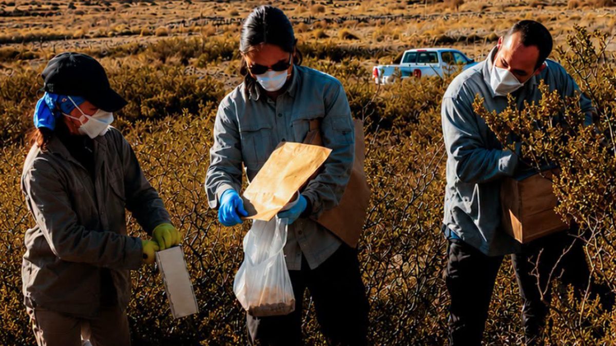 Equipos de la Administración Nacional de Laboratorios e Institutos de Salud (ANLIS) Malbrán, especialistas del Centro para el Control y la Prevención de Enfermedades (CDC) de Estados Unidos y profesionales del Ministerio de Salud de Mendoza en tareas de campo.