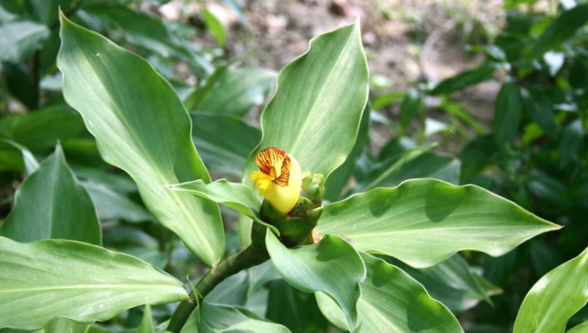 Planta de insulina. Planta de insulina.